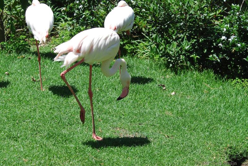 2007-11-18_11-36-02.jpg - Birds of Eden, Plettenberg Bay, South Africa