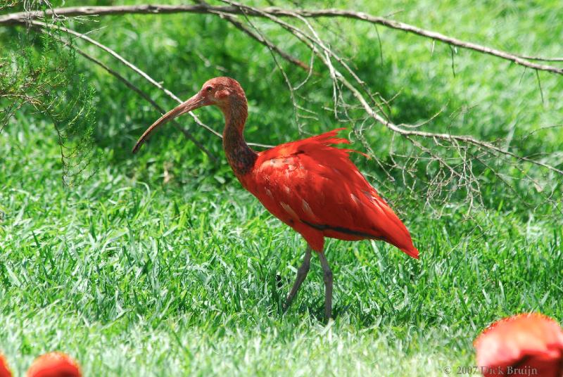 2007-11-18_11-42-00.jpg - Birds of Eden, Plettenberg Bay, South Africa