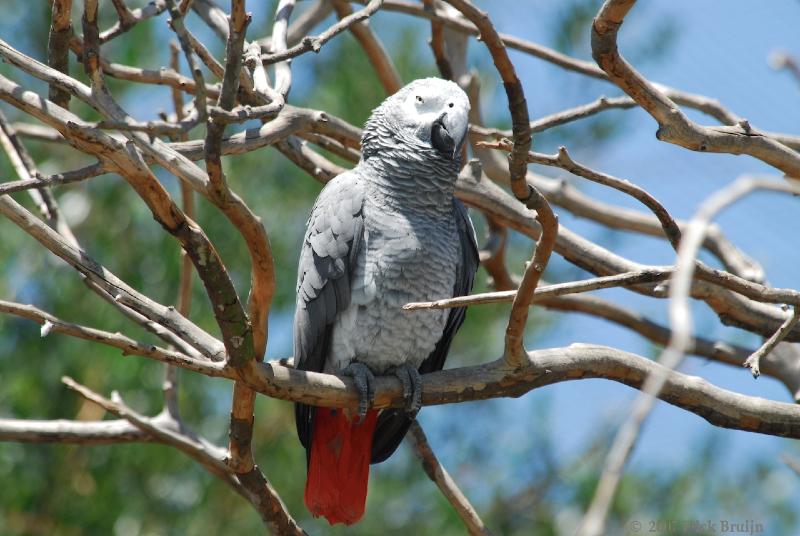 2007-11-18_11-43-12.jpg - Birds of Eden, Plettenberg Bay, South Africa