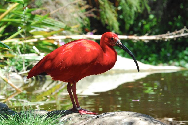 2007-11-18_11-46-00.jpg - Birds of Eden, Plettenberg Bay, South Africa