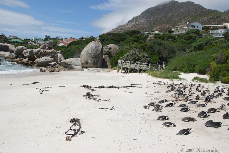 2007-11-23_11-10-56.jpg - Boulders Beach, Simonstown, South Africa, Boulders Beach, Simon's Town, South Africa