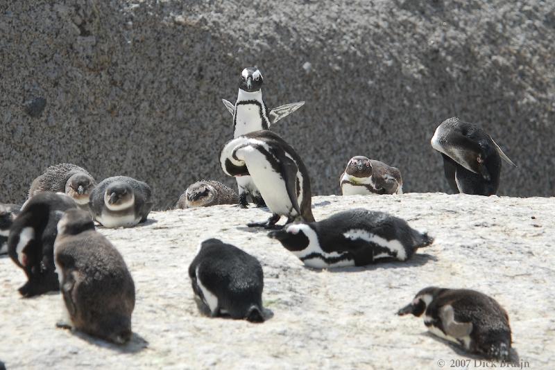 2007-11-23_11-15-54.jpg - Boulders Beach, Simonstown, South Africa, Boulders Beach, Simon's Town, South Africa