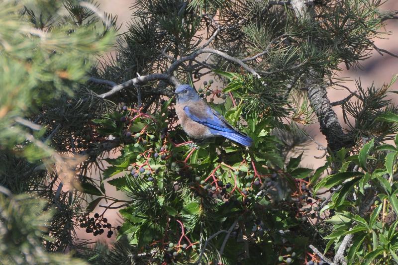 2009-09-10_12-07-24.jpg - Western Bluebird, Grand Canyon, AZ, USA