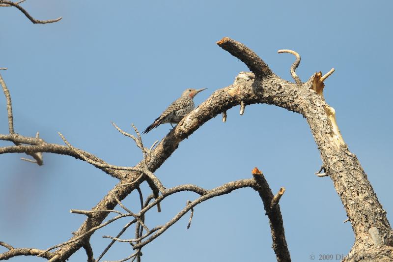 2009-09-10_15-11-23.jpg - Northern Flicker, Grand Canyon, AZ, USA