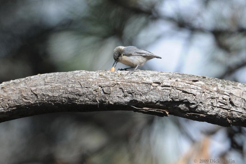 2009-09-10_15-14-55.jpg - Pygmy Nuthatch, Grand Canyon, AZ, USA