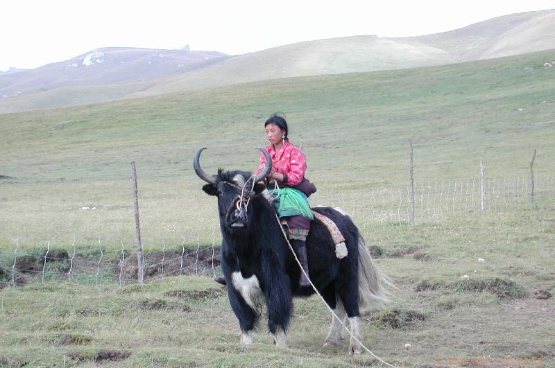 CHTN1309.jpg - China: Nomads between Xiahe and Langmusi