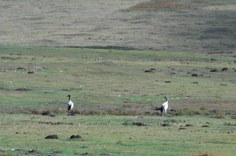 CHTN1336.jpg - China: Crane Birds between Langmusi and Songpan