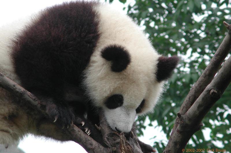 CHTN1432.jpg - China: Chengdu: Giant Panda