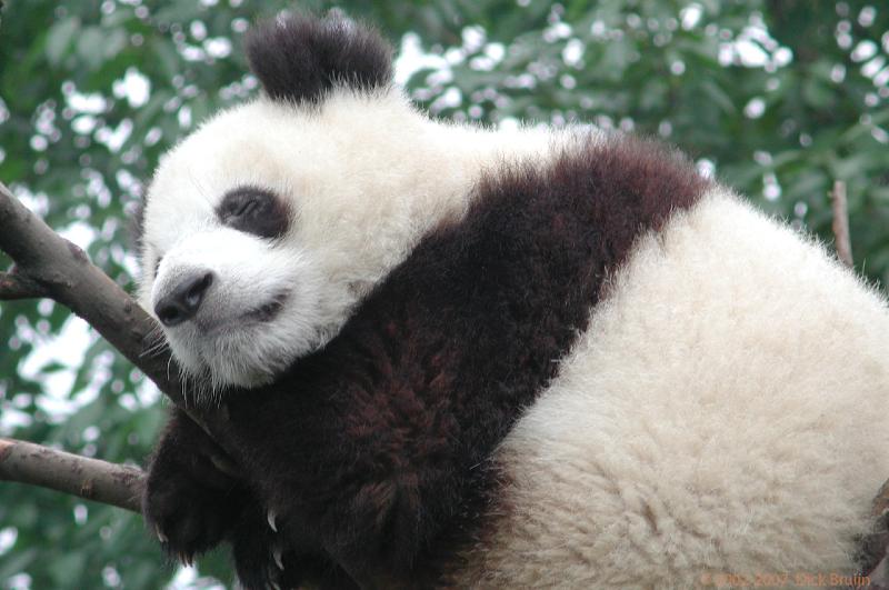 CHTN1436.jpg - China: Chengdu: Giant Panda