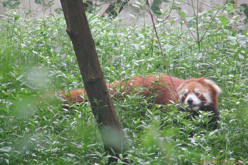 CHTN1445.jpg - China: Chengdu: Red Panda