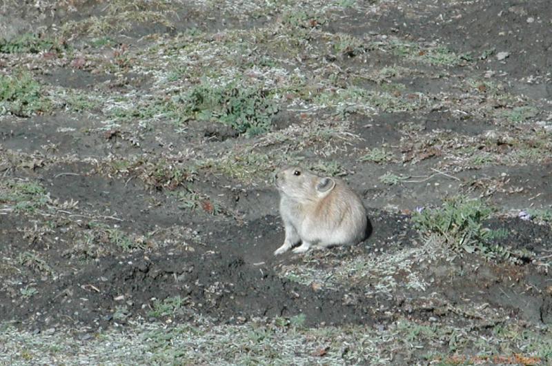 CHTN1759.jpg - Tibet: Small creature on the road to Nangartse