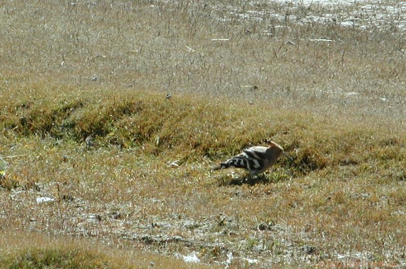 CHTN1852.jpg - Tibet: Nyalam: Hop bird