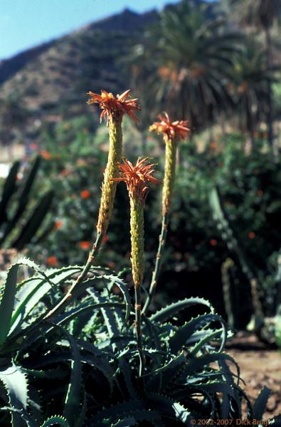 IMG0100.jpg - La Gomera, Spain