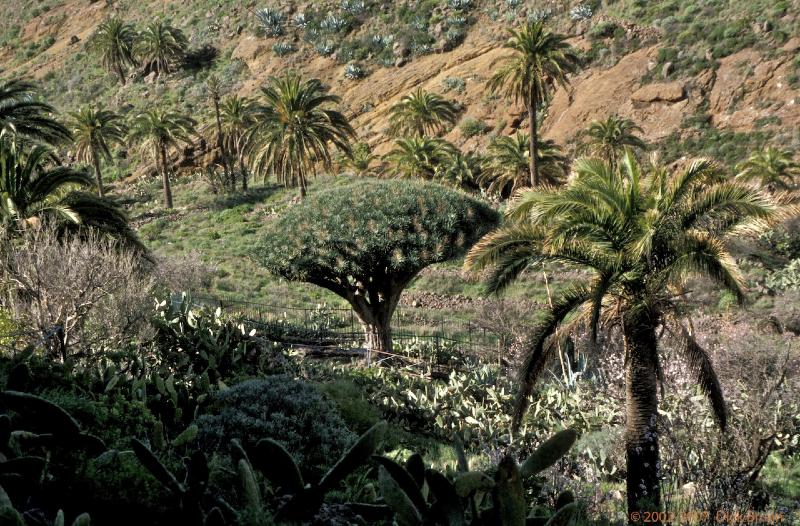 IMG0144.jpg - La Gomera, Spain