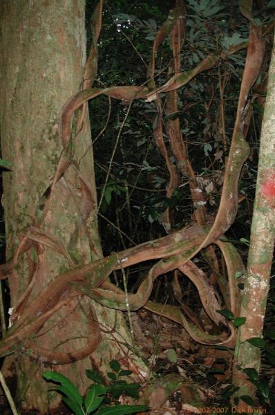 DSCN2178.jpg - Malaysia, Bako National Park