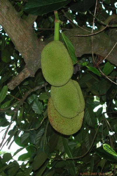 DSCN2245.jpg - Malaysia: Kuching: Jackfruit