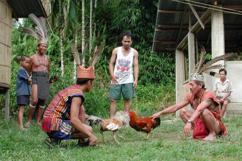 DSCN2305.jpg - Malaysia: Longhouse in jungle: Traditional Fights