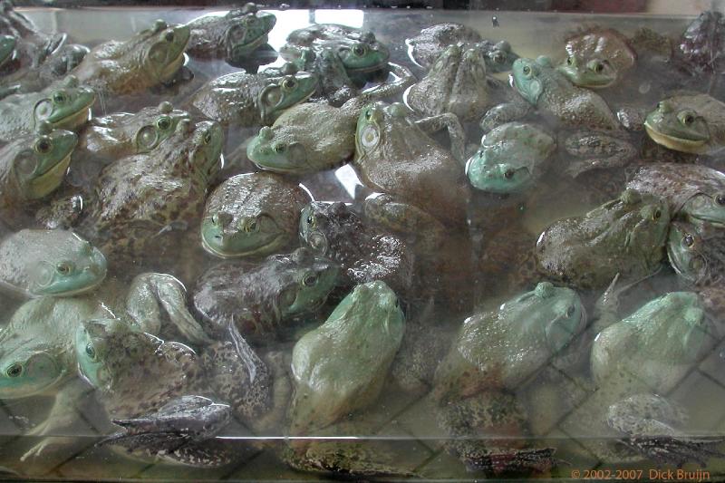 DSCN2359.jpg - Malaysia: Sibu: Frogs for dinner