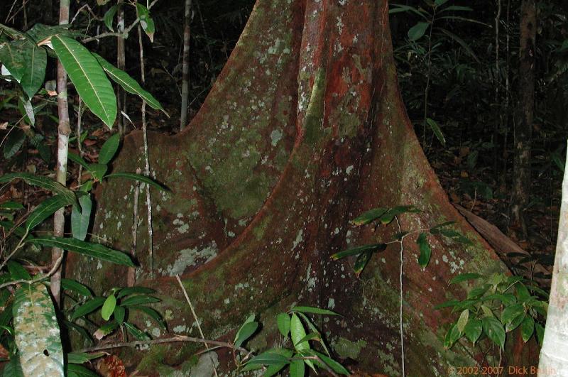 DSCN2374.jpg - Malaysia: Simalajau National Park