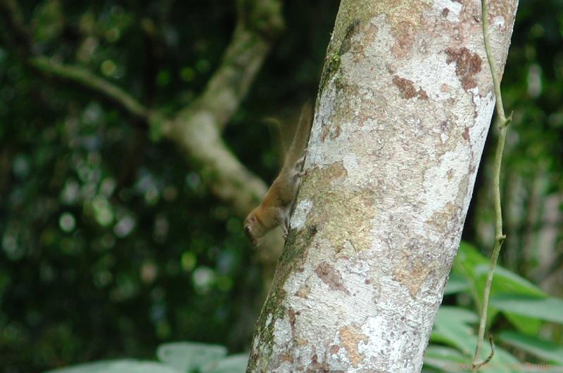 DSCN2430.jpg - Malaysia: Gunung Mulu National Park