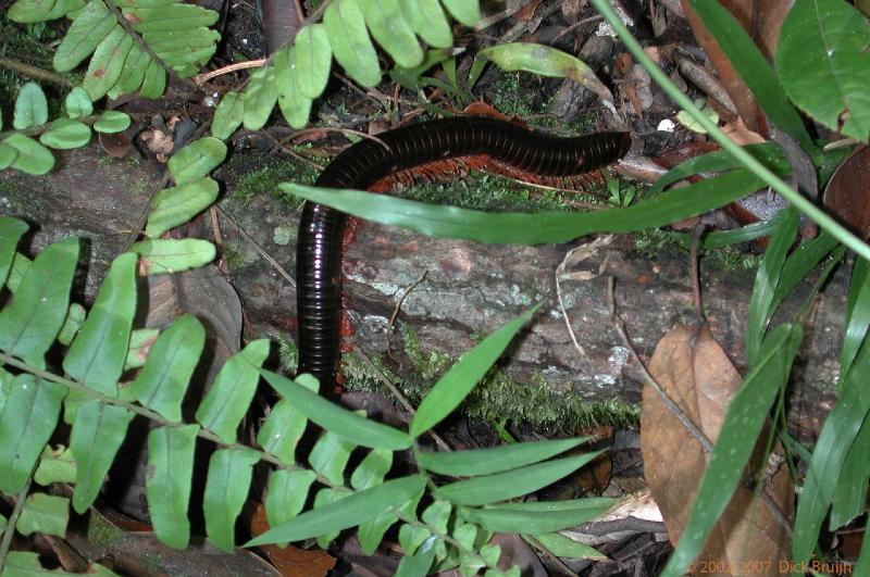 DSCN2436.jpg - Malaysia: Gunung Mulu National Park