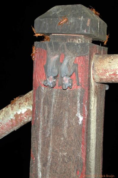 DSCN2469.jpg - Malaysia: Gunung Mulu National Park: Bats