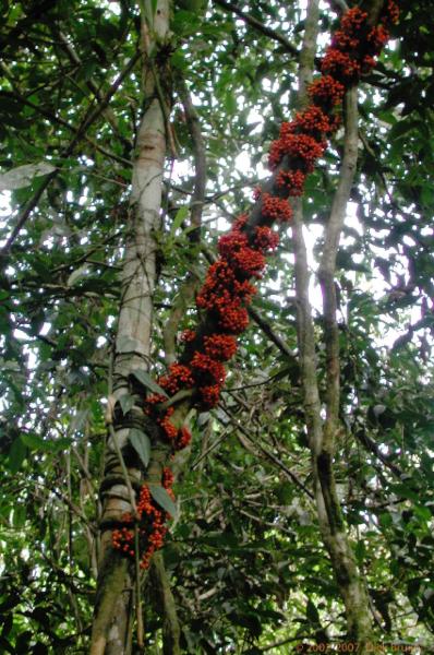 DSCN2475.jpg - Malaysia: Gunung Mulu National Park