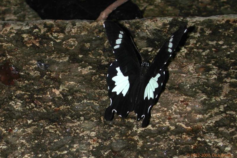 DSCN2484.jpg - Malaysia: Gunung Mulu National Park: Butterfly