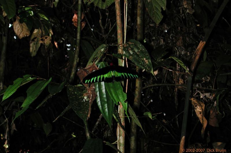 DSCN2486.jpg - Malaysia: Gunung Mulu National Park: Butterfly