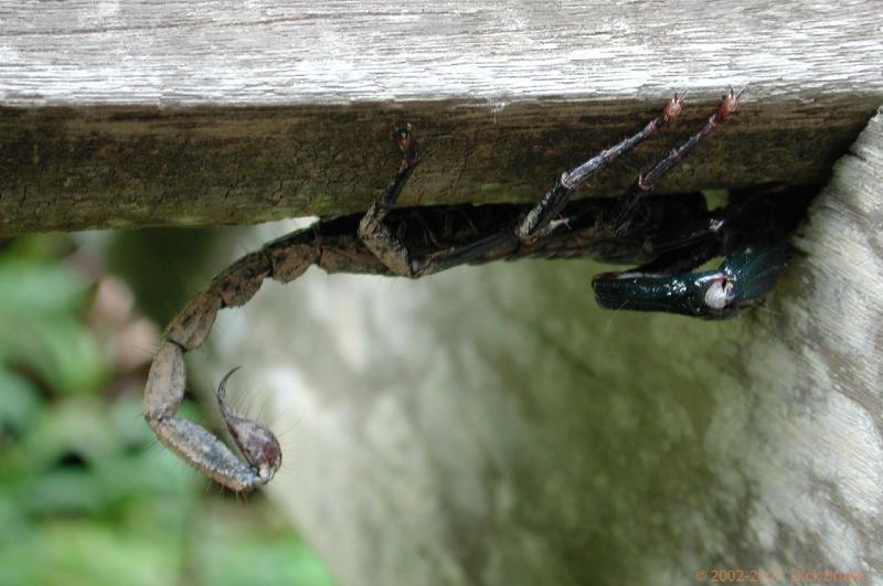 DSCN2495.jpg - Malaysia: Gunung Mulu National Park: Scorpion nearby