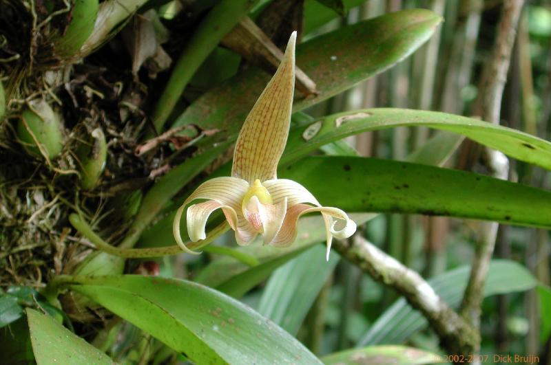 DSCN2555.jpg - Malaysia: Kinabalu National Park: Orchid