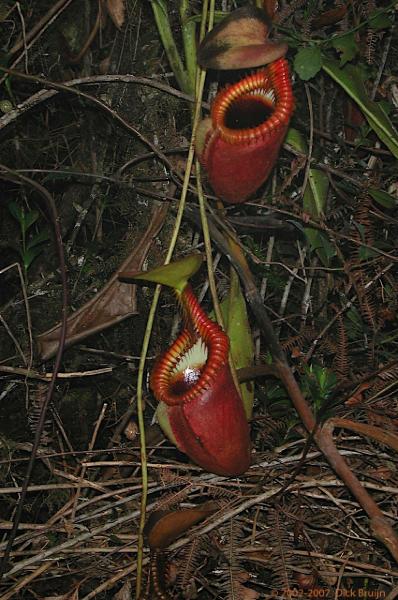 DSCN2585.jpg - Malaysia: Kinabalu National Park: Meat Eating Plants