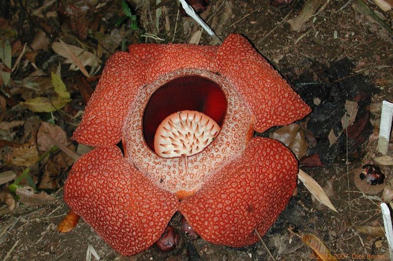 DSCN2637.jpg - Malaysia: Rafflesia