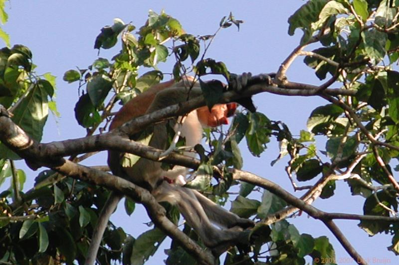 DSCN2684.jpg - Malaysia: Sukau: Proboscis Monkey