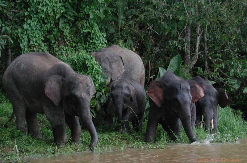 DSCN2794.jpg - Malaysia: Sukau: Indian Elephants