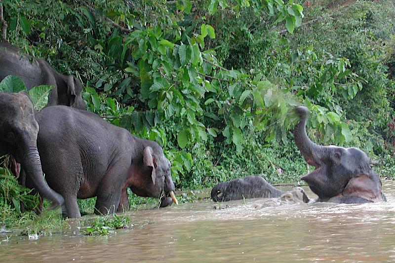 DSCN2806.jpg - Malaysia: Sukau: Indian Elephants