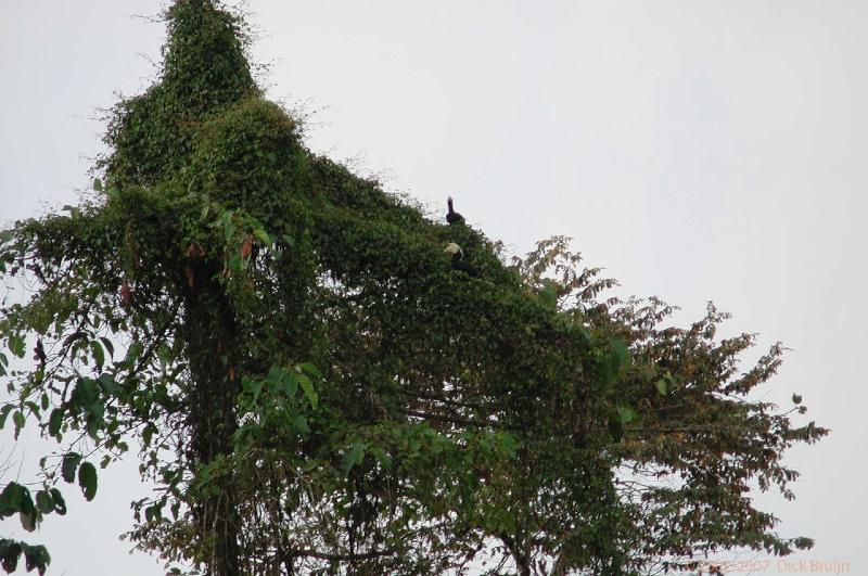 DSCN2825.jpg - Malaysia: Sukau: Common black hornbil