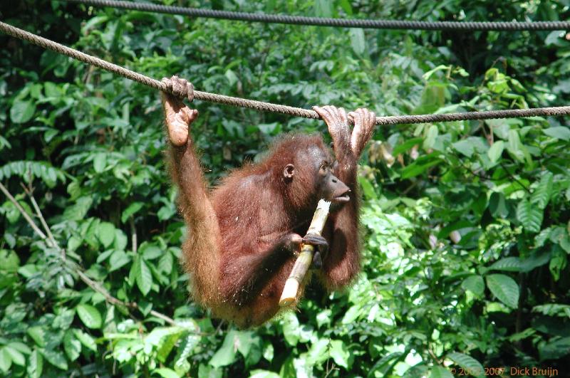 DSCN2874.jpg - Malaysia: Sepilok: Orangutan Rehabilitation Centre