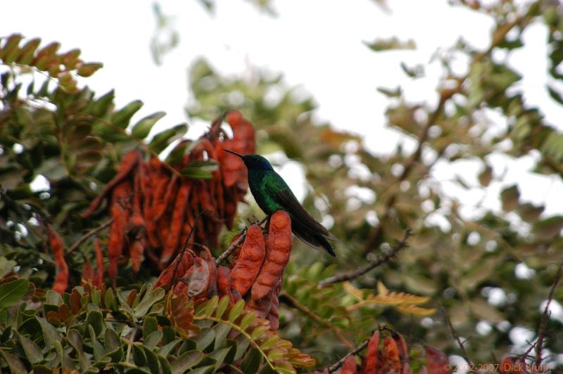 ECU0050.jpg - Ecuador: equator: hummingbird