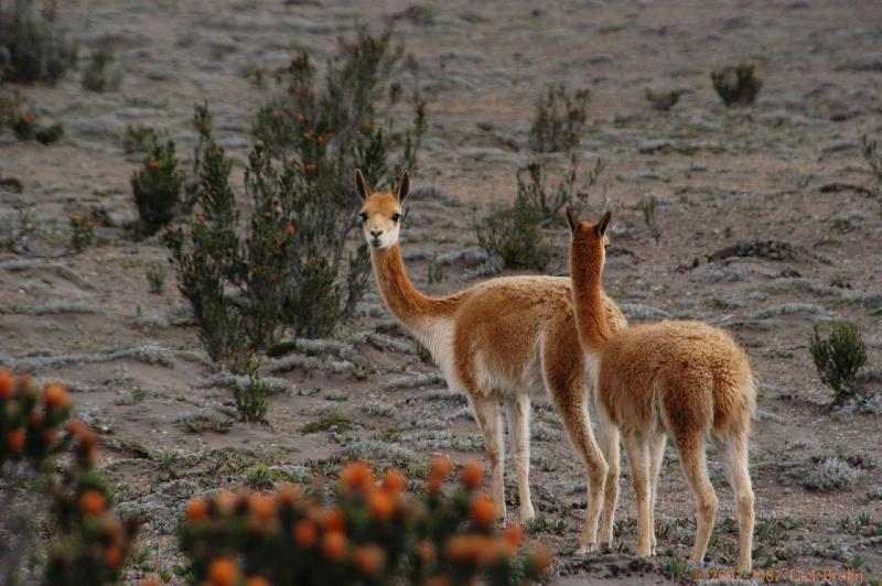 ECU0307.jpg - Ecuador: Chimboraza: Vicunas