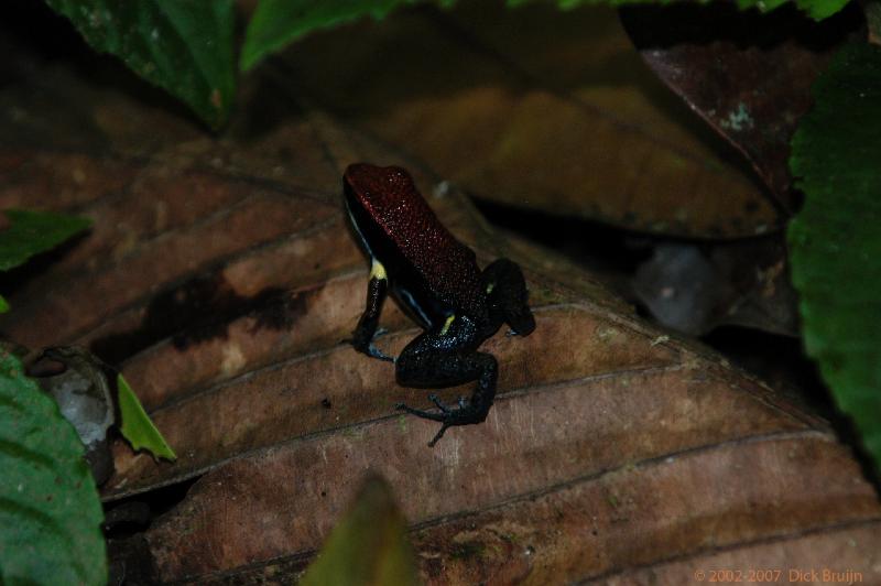 ECU0371.jpg - Ecuador: Misahualli jungle