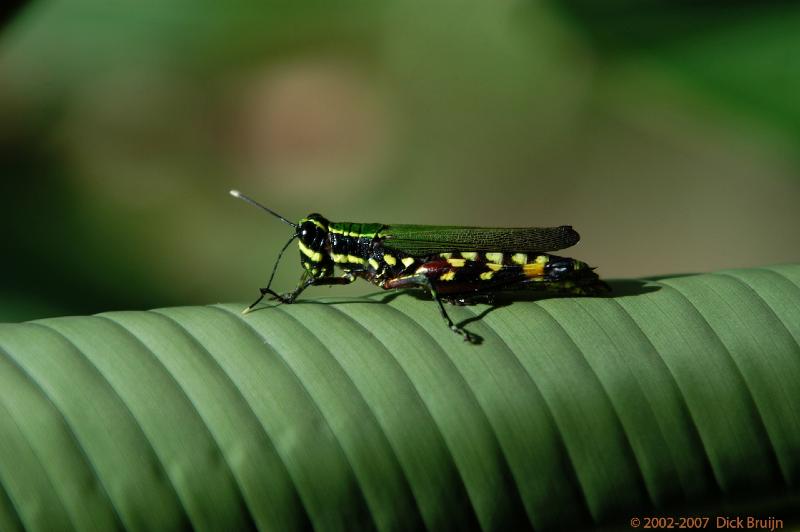 ECU0380.jpg - Ecuador: Misahualli jungle