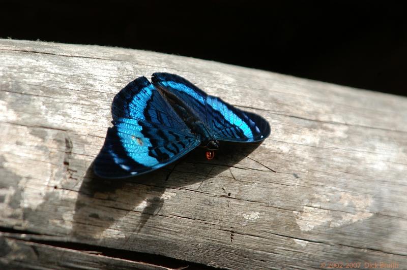 ECU0382.jpg - Ecuador: Misahualli jungle