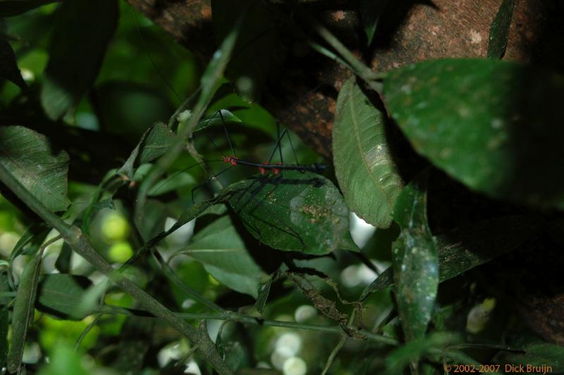 ECU0406.jpg - Ecuador: Misahualli jungle