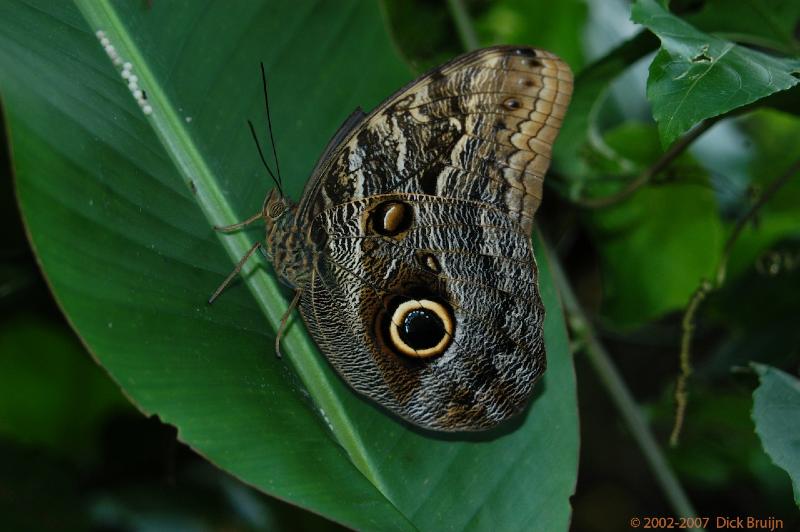 ECU0433.jpg - Ecuador: Misahualli: butterfly farm