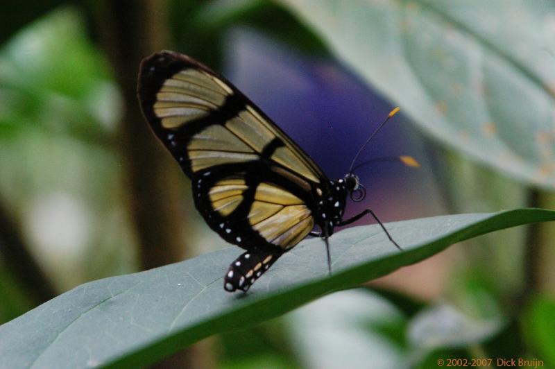 ECU0435.jpg - Ecuador: Misahualli: butterfly farm