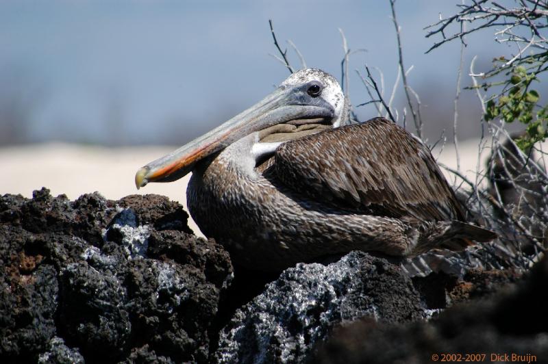 ECU0508.jpg - Ecuador: Galapagos: Santa Cruz: Brown Pelican