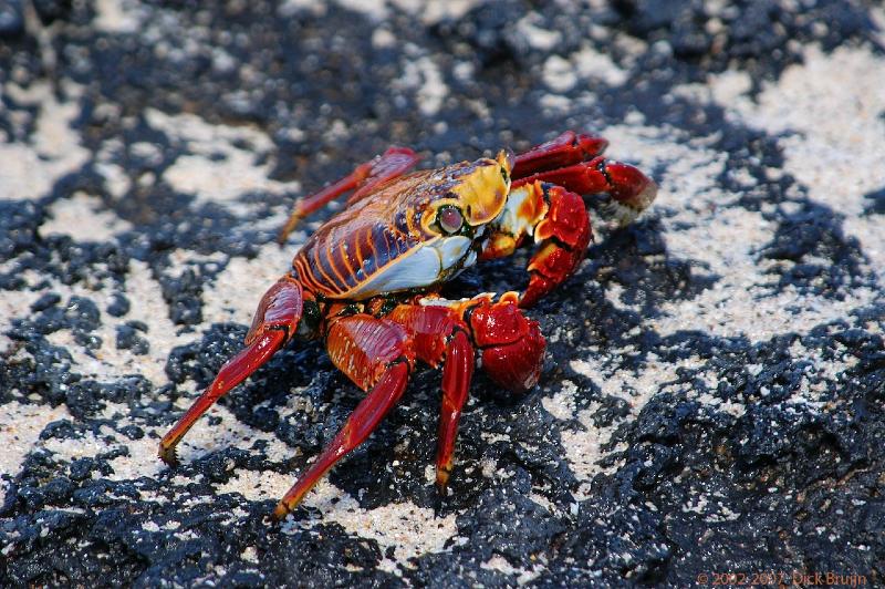 ECU0512.jpg - Ecuador: Galapagos: Santa Cruz: Sally Lightfoot Crab