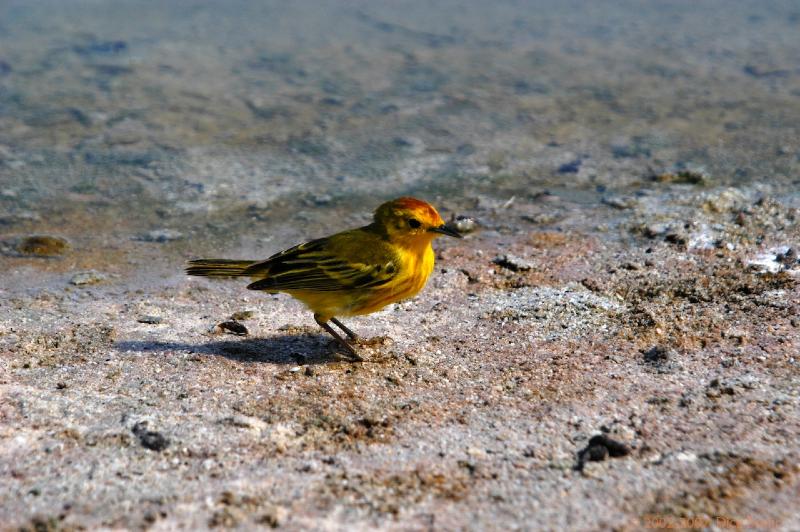 ECU0515.jpg - Ecuador: Galapagos: Santa Cruz: Yellow Warbler