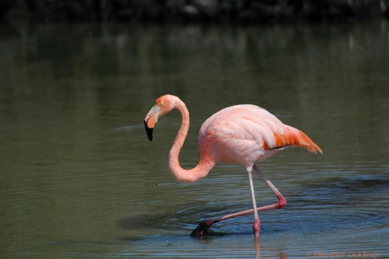 ECU0516.jpg - Ecuador: Galapagos: Santa Cruz: Greater Flamingo